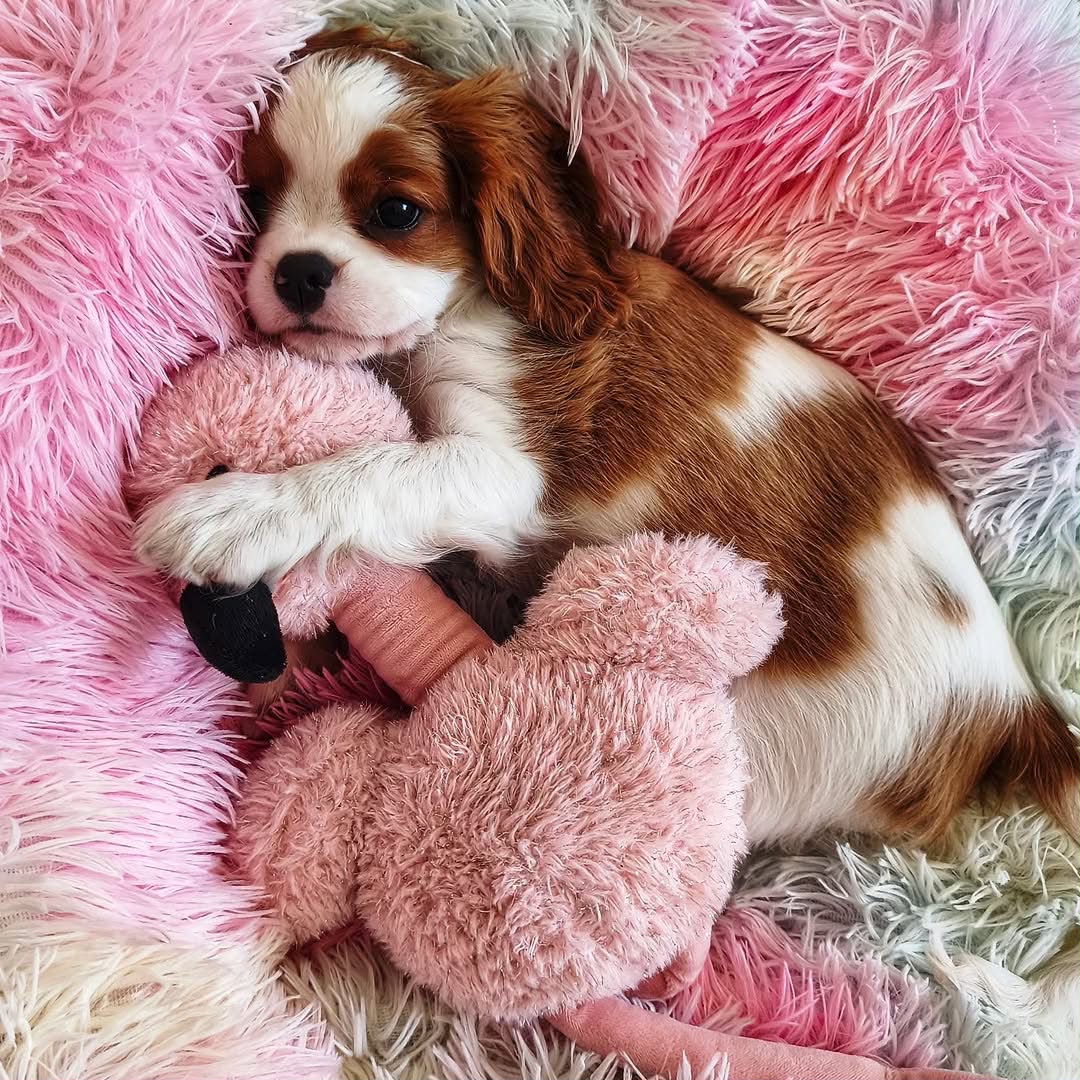 White and Brown Cavalier Puppies