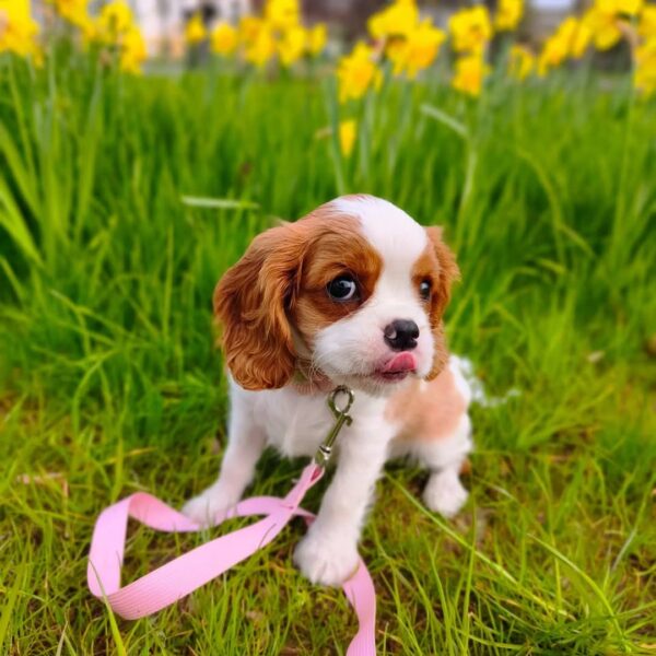 White and Brown Cavalier Puppies