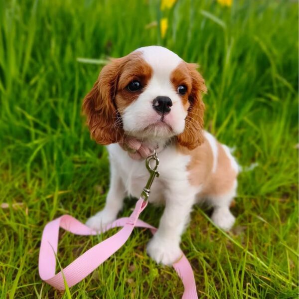 White and Brown Cavalier Puppies