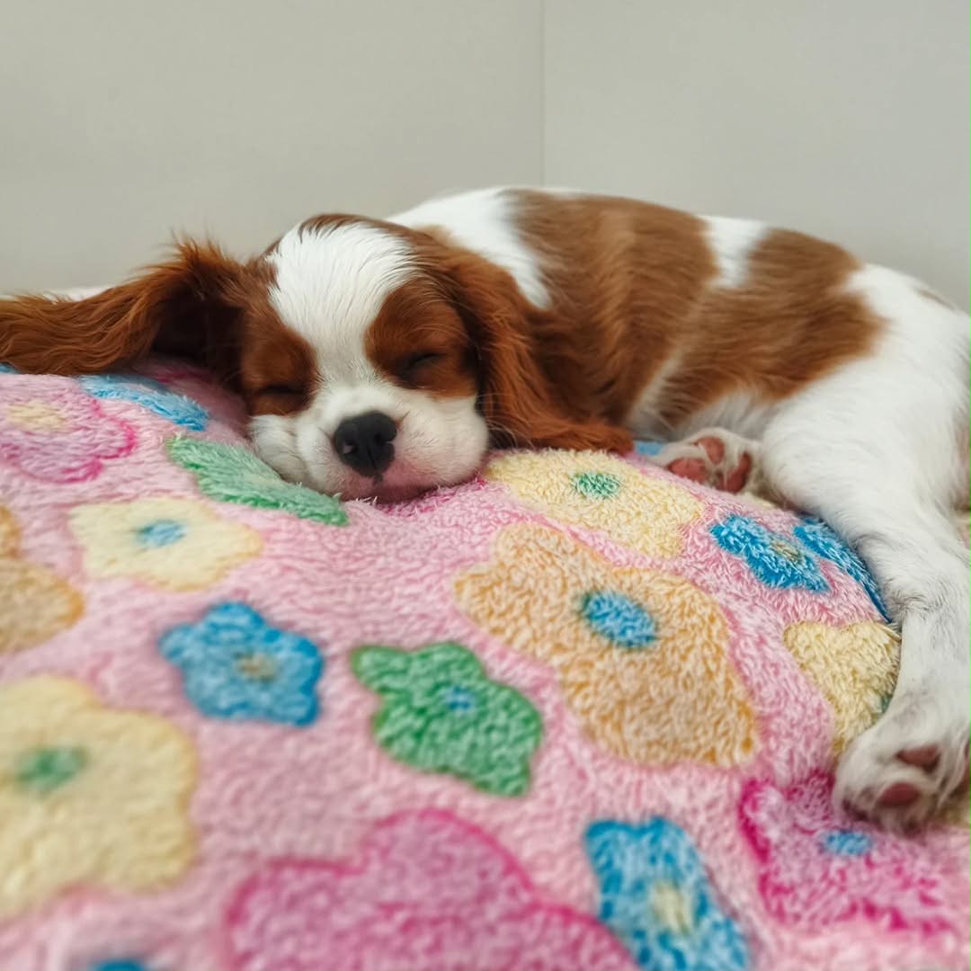White and Brown Cavalier Puppies