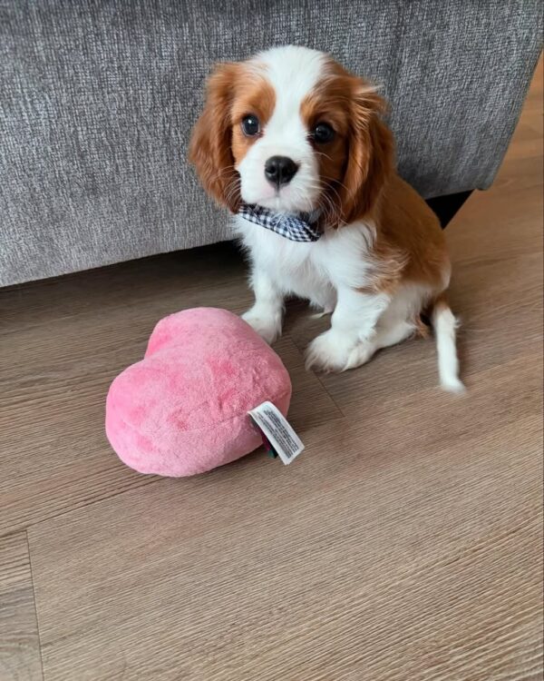 Cavalier King Charles Spaniel Puppy for Sale – Nina | AKC Female $850