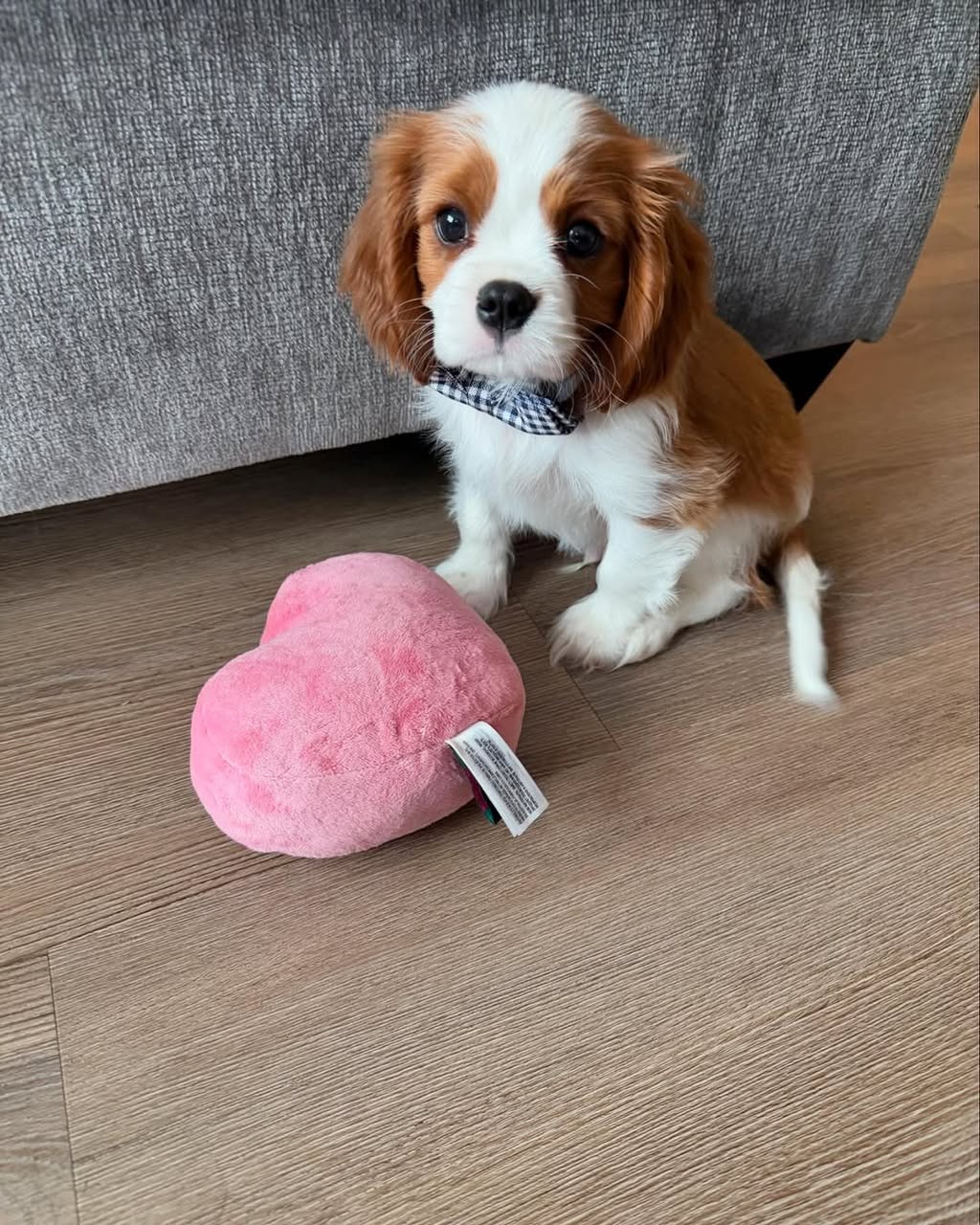 Cavalier King Charles Spaniel Puppy for Sale – Nina | AKC Female $850