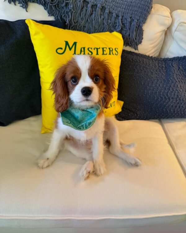 Cavalier King Charles Spaniel Puppy for Sale – Nina | AKC Female $850
