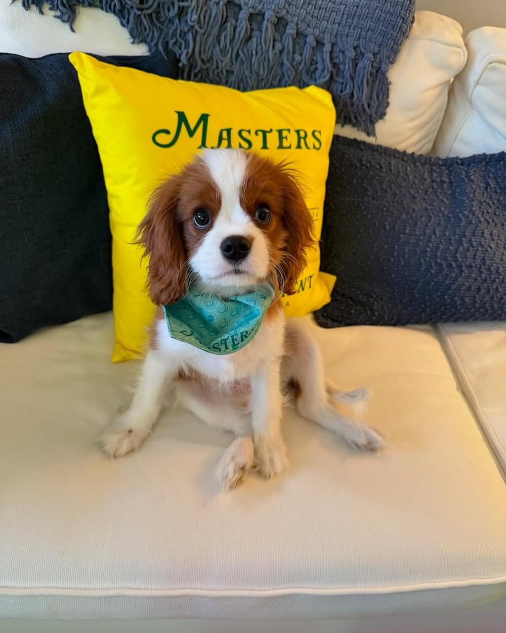 Cavalier King Charles Spaniel Puppy for Sale – Nina | AKC Female $850