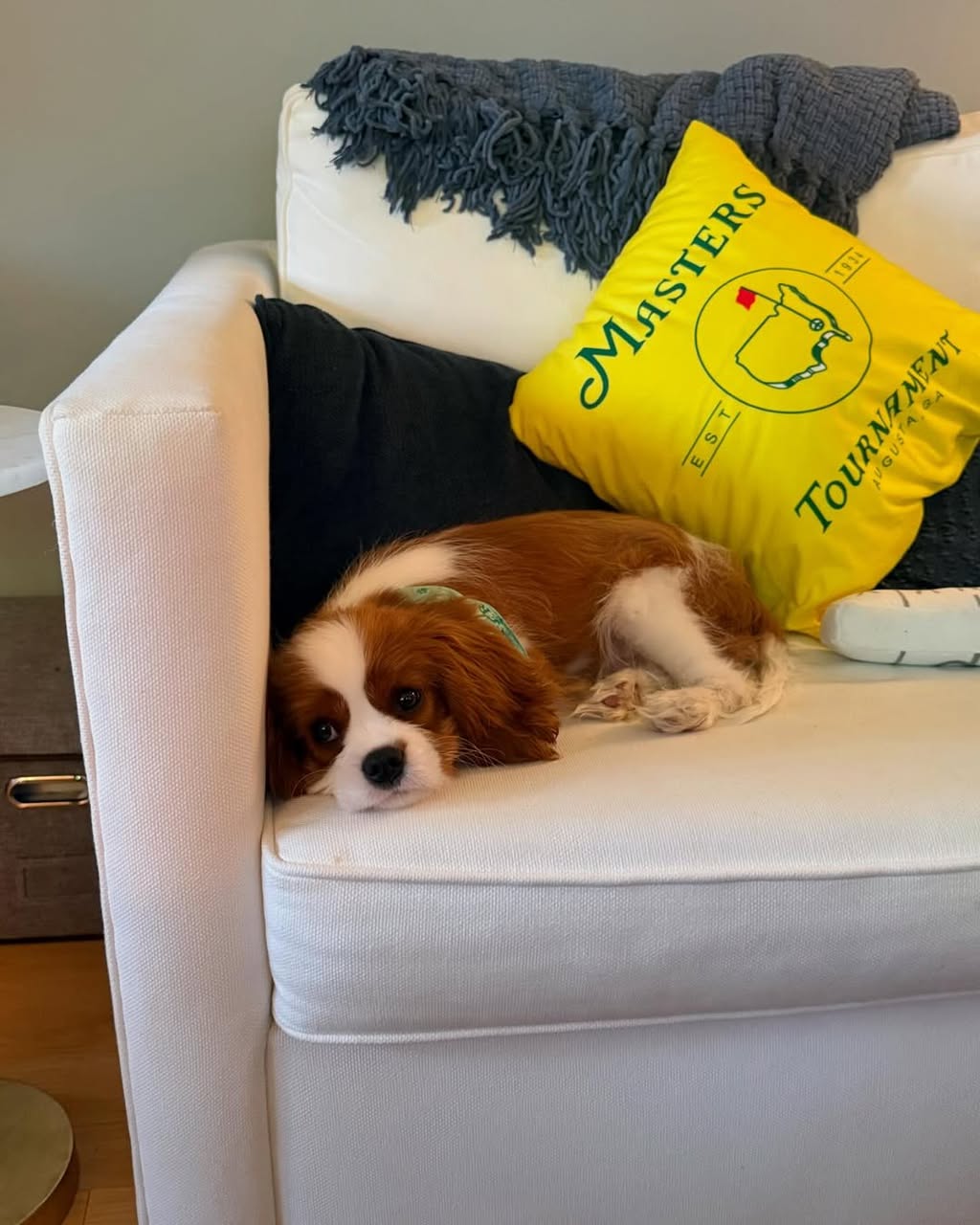 Cavalier King Charles Spaniel Puppy for Sale – Nina | AKC Female $850