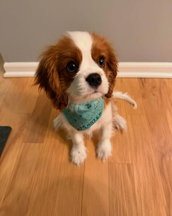 Cavalier King Charles Spaniel Puppy for Sale – Nina | AKC Female $850
