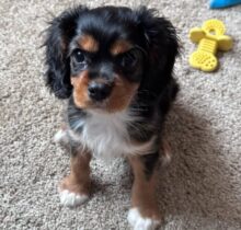Cavalier King Charles Spaniel