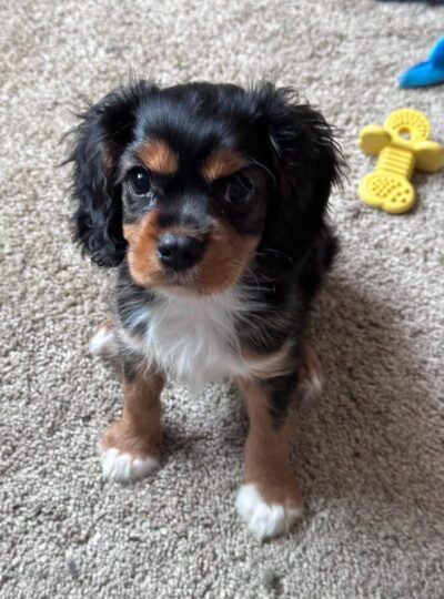 Cavalier King Charles Spaniel