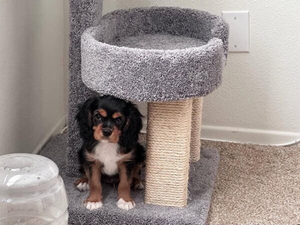 Cavalier King Charles Spaniel