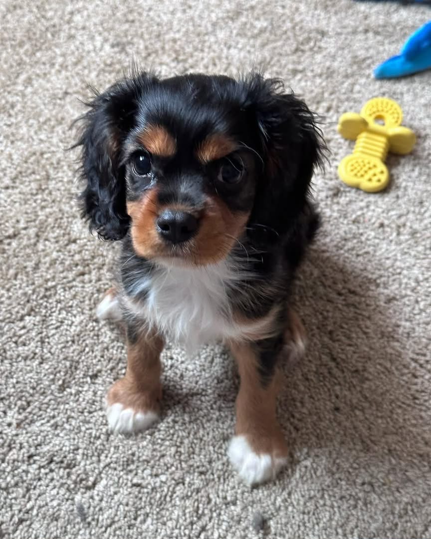 Cavalier King Charles Spaniel