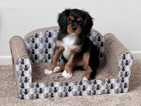 Cavalier King Charles Spaniel