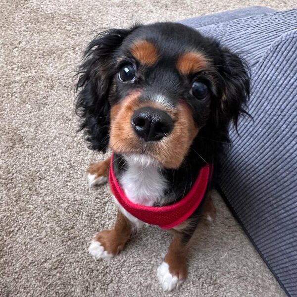 Cavalier King Charles Spaniel