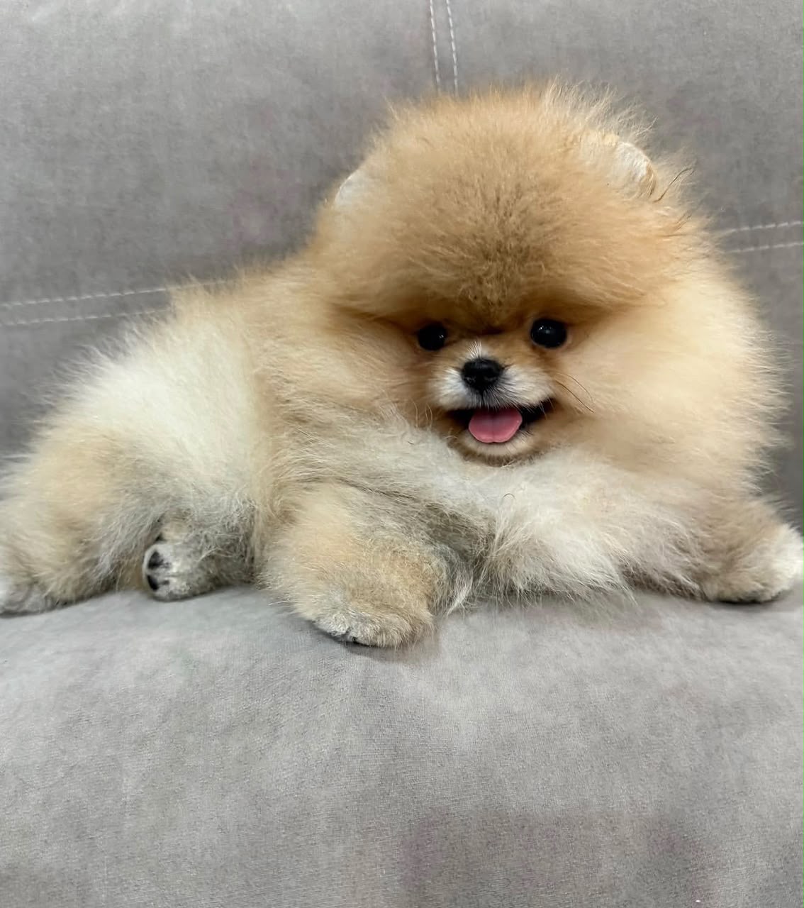 Bella, female Pomeranian puppy