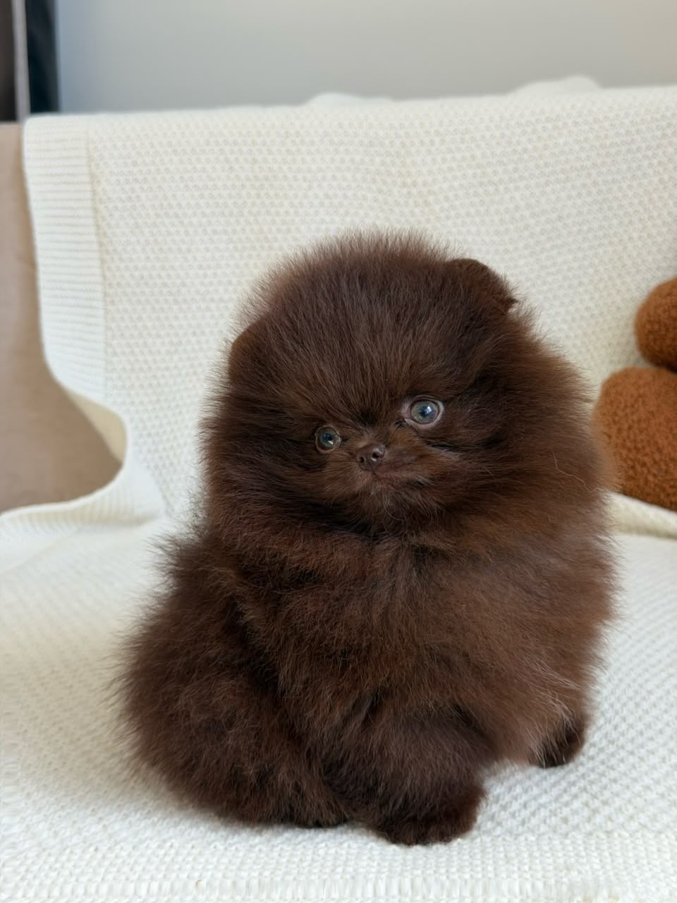 Milo, male Pomeranian puppy