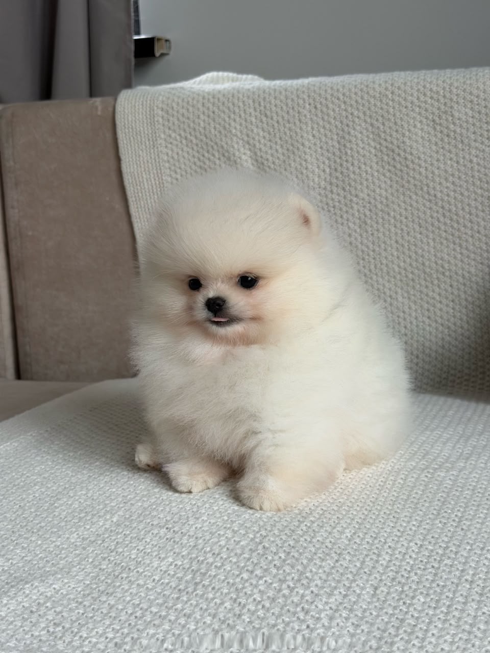 Daisy, female Pomeranian puppy