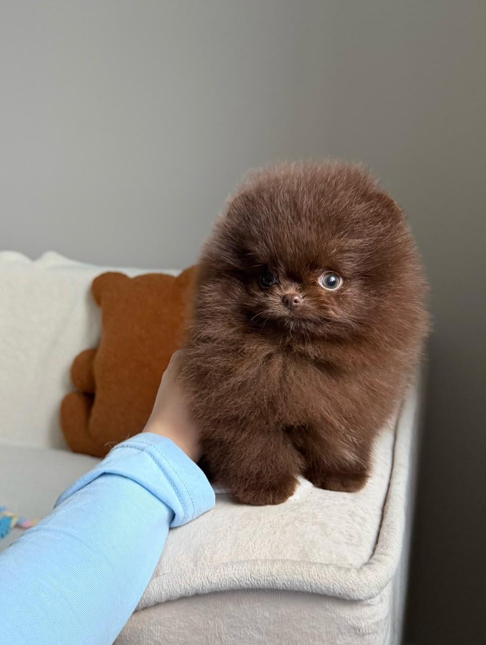 Rosie, female Pomeranian puppy