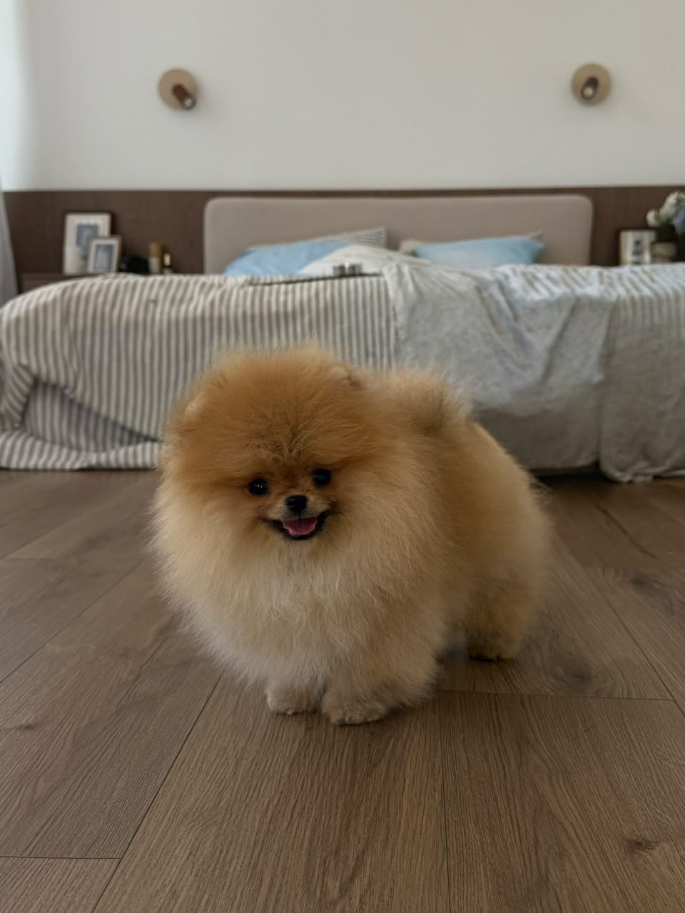 Teddy, male Pomeranian puppy
