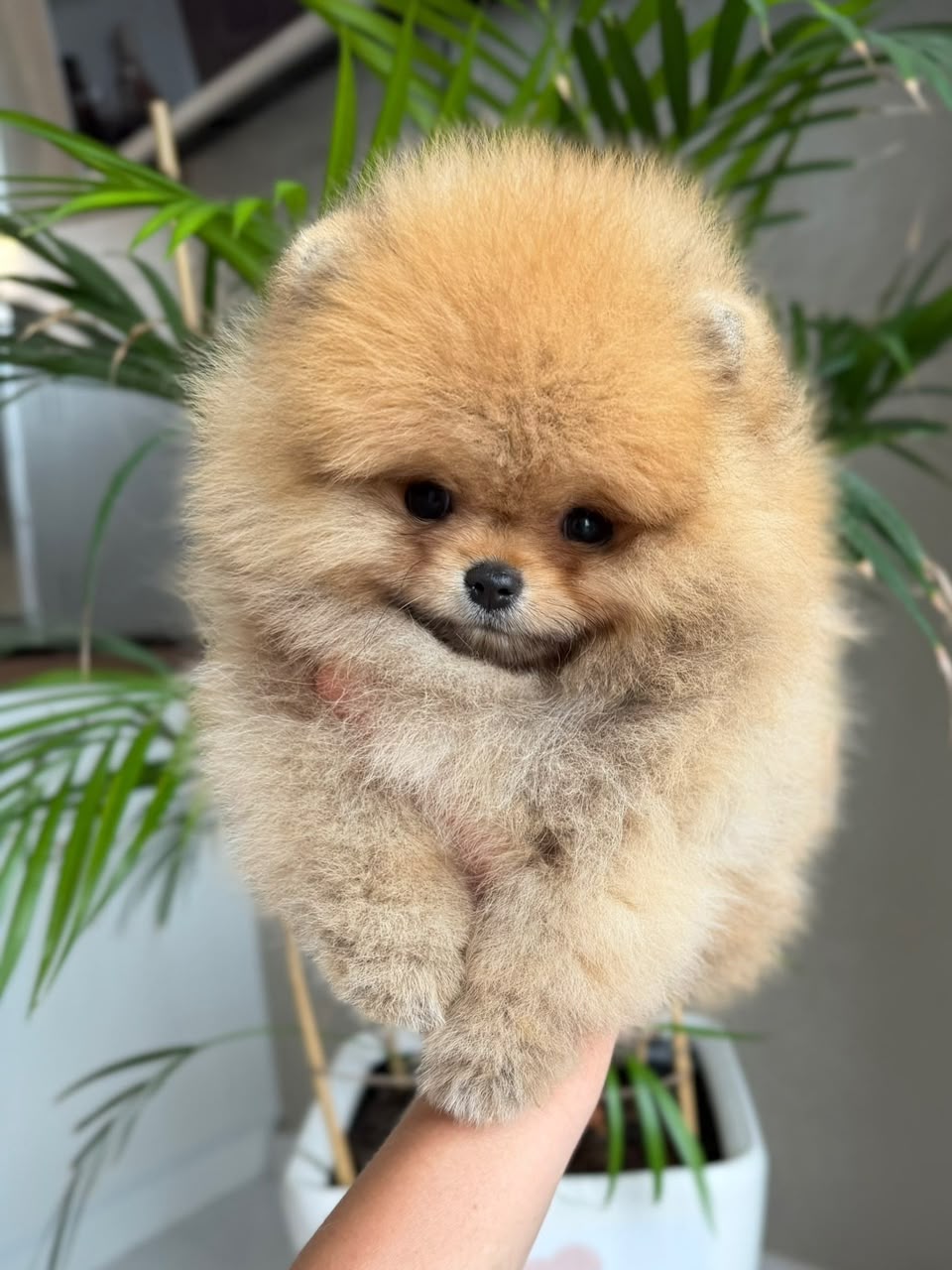 Coco, female Pomeranian puppy
