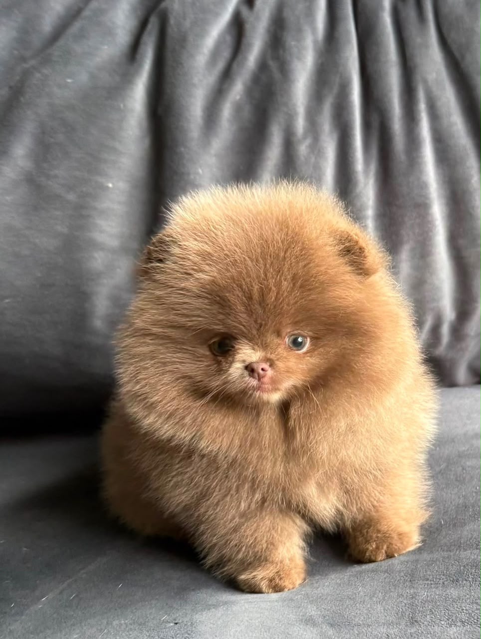 Rocky, male Pomeranian puppy