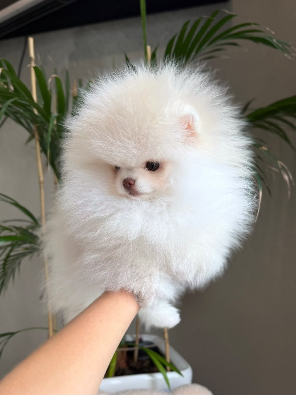 Leo, male Pomeranian puppy
