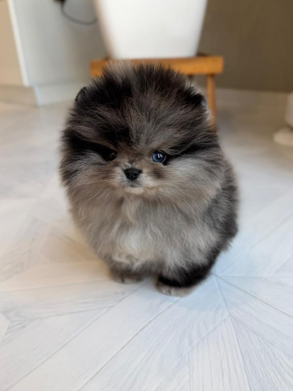 Oliver, male Pomeranian puppy