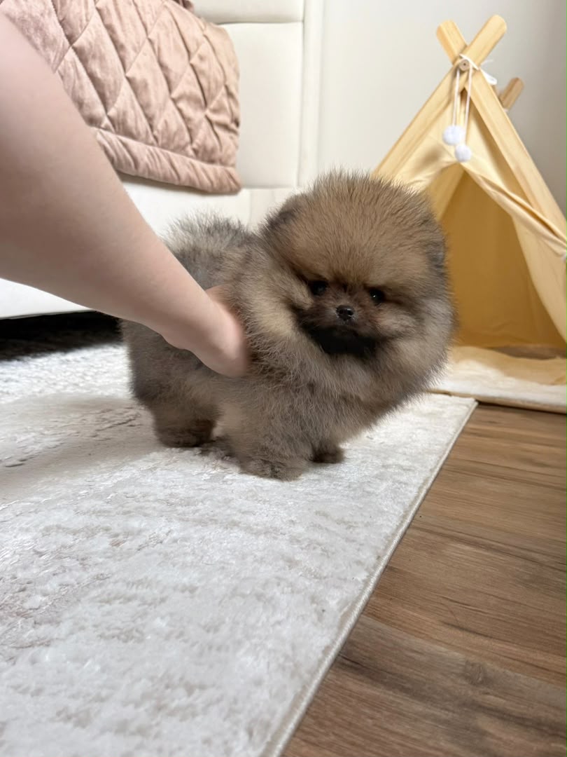 Charlie, male Pomeranian puppy