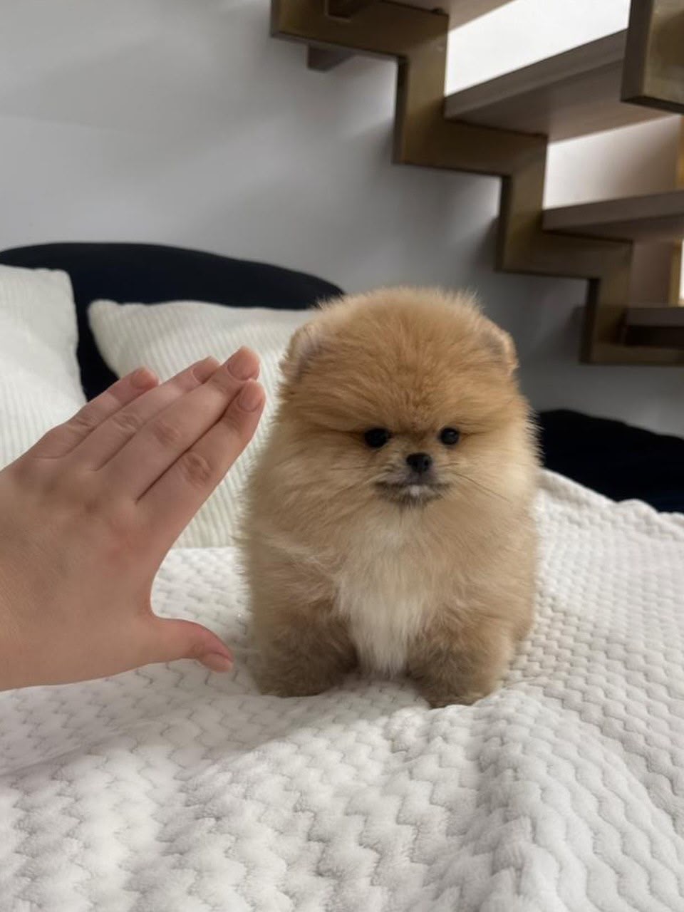 Luna, female Pomeranian puppy