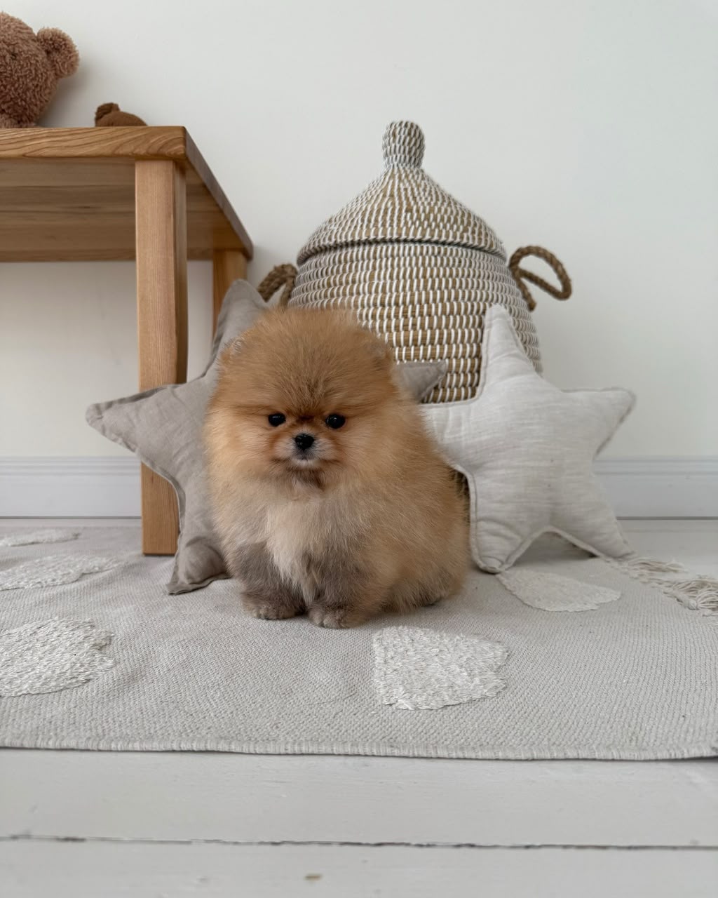 Archie, male Pomeranian puppy