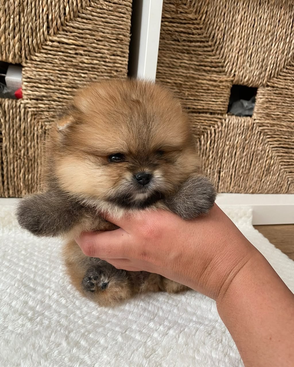 Finn, male Pomeranian puppy